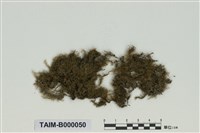 藏品(青苔屬)的圖片